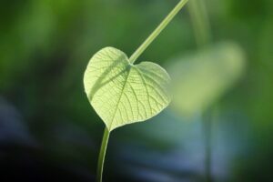 Casa ecosostenibile: il primo passo è l’isolamento termico