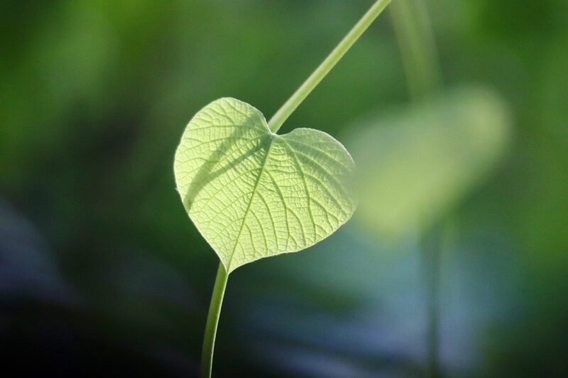 Casa ecosostenibile: il primo passo è l’isolamento termico